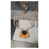 WHITETAIL DEER ANTLER MOUNT ON WOOD PLAQUE