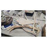 2 ELK ANTLERS AND MOOSE ANTLER