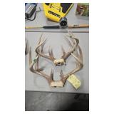 2 WHITETAIL DEER ANTLERS