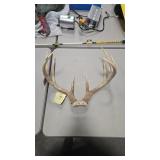 WHITETAIL DEER ANTLERS