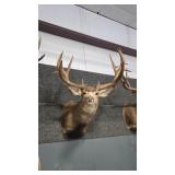 WHITETAIL DEER SHOULDER MOUNT REPRODUCTION ANTLERS