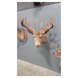 MULE DEER SHOULDER MOUNT