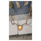 ELK ANTLER MOUNT ON WOOD PLAQUE