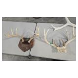 2 WHITETAIL DEER ANTLER MOUNTS