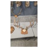 ELK ANTLER MOUNT ON WOOD PLAQUE