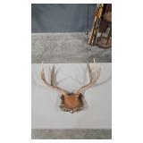 ELK ANTLER MOUNT ON WOOD PLAQUE