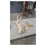 PAIR OF MOOSE ANTLERS