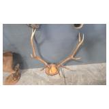 ELK ANTLER MOUNT ON WOOD PLAQUE