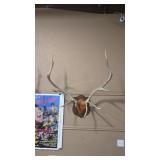 ELK ANTLER MOUNT ON WOOD PLAQUE