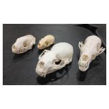 4 - SMALL SKULLS