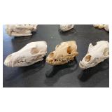 3 - COYOTE SKULLS