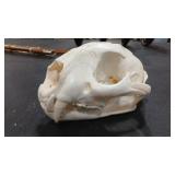 MOUNTAIN LION SKULL