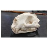 MOUNTAIN LION SKULL