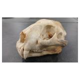 MOUNTAIN LION SKULL