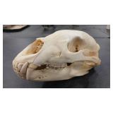 BEAR SKULL