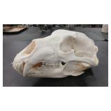 BEAR SKULL