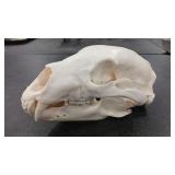 BLACK BEAR SKULL