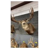 MULE DEER SHOULDER MOUNT REPRODUCTION ANTLERS