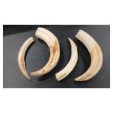 BOAR TUSK ASSORTMENT