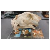 SIBERIAN TIGER SKULL W/ DOCUMENTATION