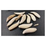 WILD ANIMAL TOOTH ASSORTMENT