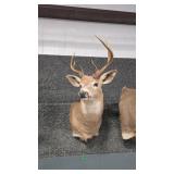 WHITETAIL DEER SHOULDER MOUNT