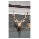 WHITETAIL DEER SHOULDER MOUNT