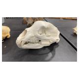 BEAR SKULL