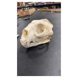 BOONE & CROCKETT CERTIFIED MOUNTAIN LION SKULL