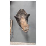 WILD BOAR SHOULDER MOUNT