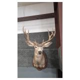 WHITETAIL DEER SHOULDER MOUNT ON WOOD PLAQUE
