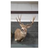 WHITETAIL DEER SHOULDER MOUNT