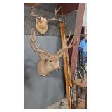 MULE DEER SHOULDER MOUNT