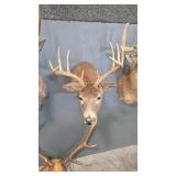 WHITETAIL DEER SHOULDER MOUNT