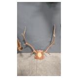ELK ANTLER MOUNT ON WOOD PLAQUE