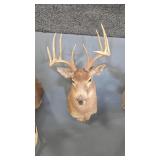 WHITETAIL DEER SHOULDER MOUNT