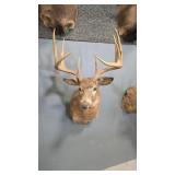 WHITETAIL DEER SHOULDER MOUNT