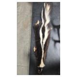 TANNED SKUNK PELT