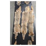 3 TANNED COYOTE PELTS