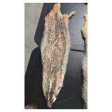 TANNED AMERICAN BADGER PELT