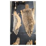 2 NORTH AMERICAN BADGER PELTS