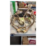 DEER SKULL W/ ANTLERS & 2 SETS OF ANTLERS