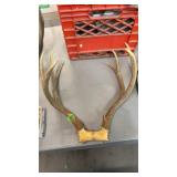 DEER ANTLERS