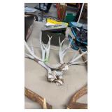 DEER ANTLERS