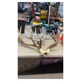 ELK ANTLERS