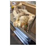 COYOTE PELT