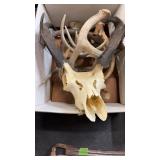 ANTELOPE SKULL & HORNS, DEER ANTLERS