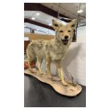 COYOTE FULL BODY MOUNT