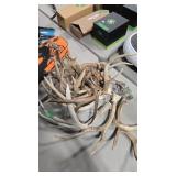 GROUP OF ANTLERS
