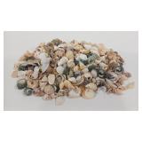 97g SEA SHELLS